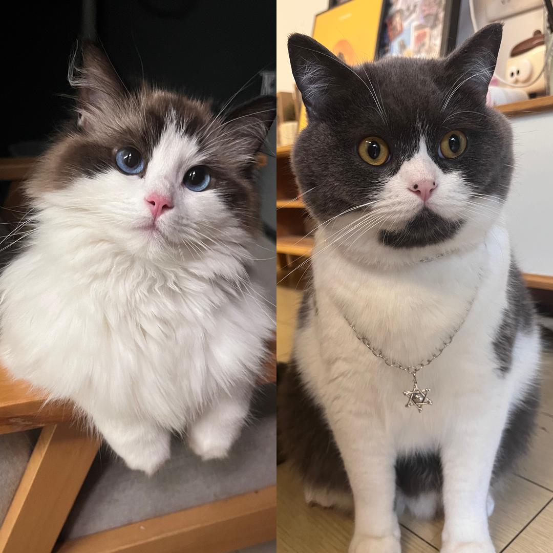 小花卷儿和大招财😺😼