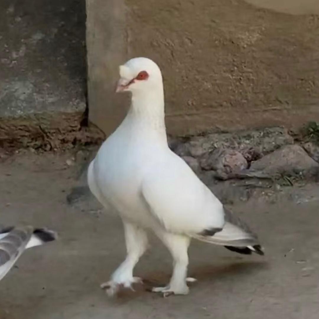 䒸狼