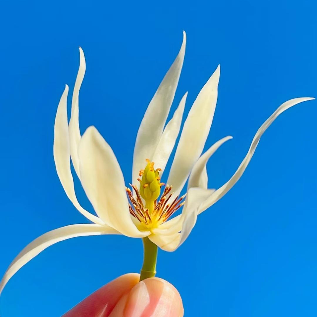 花乡香
