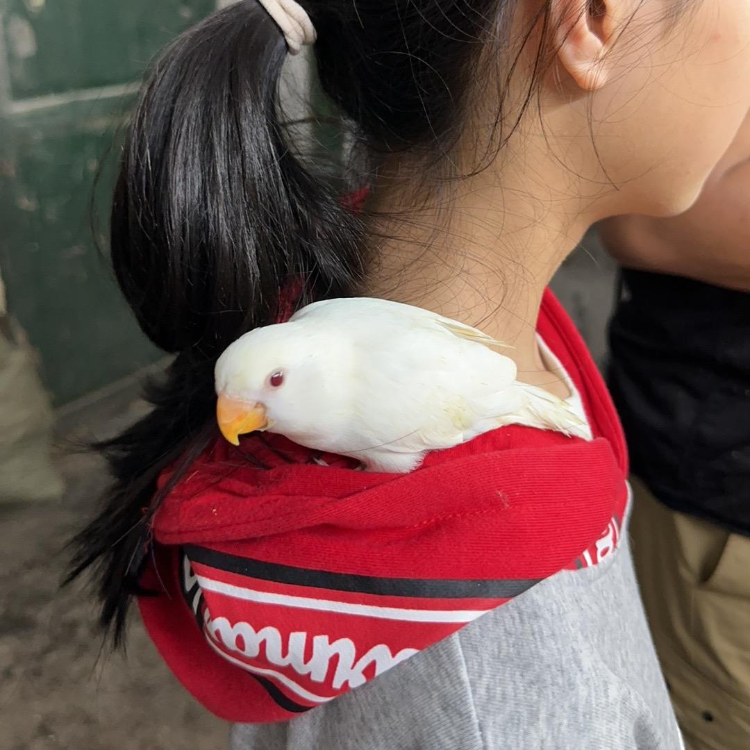 佳