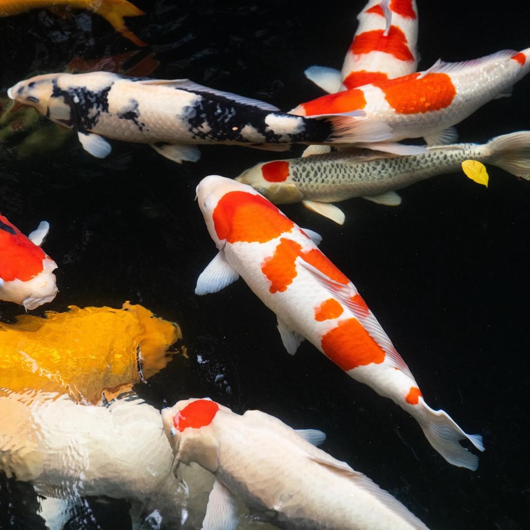 渔乐宠物欢乐潮玩铺