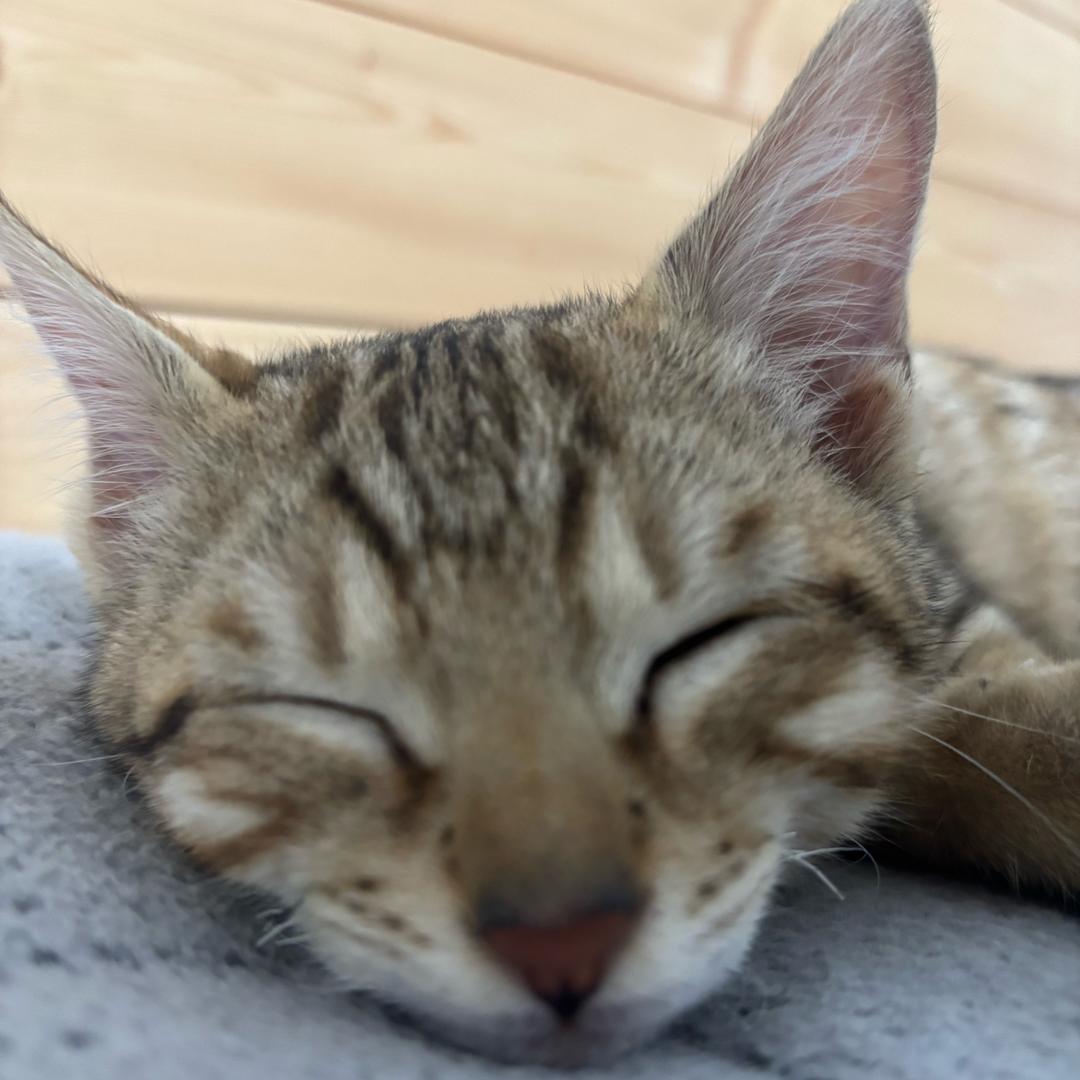 （会空翻的猫）