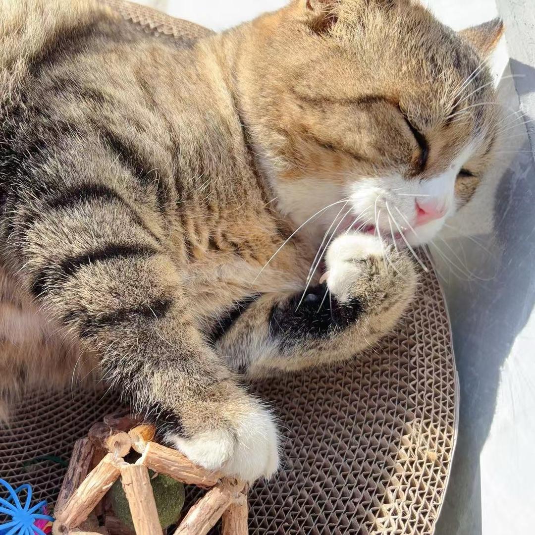 𝑺.月拾☎️的小公主