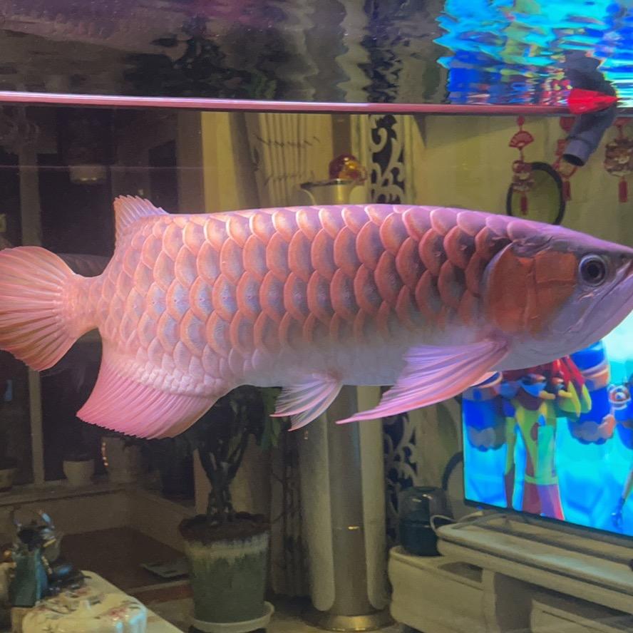 🕊ᰔᩚ᭄꯭华子࿐࿐