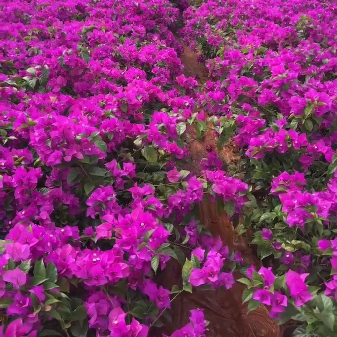 莲馨阁花卉基地