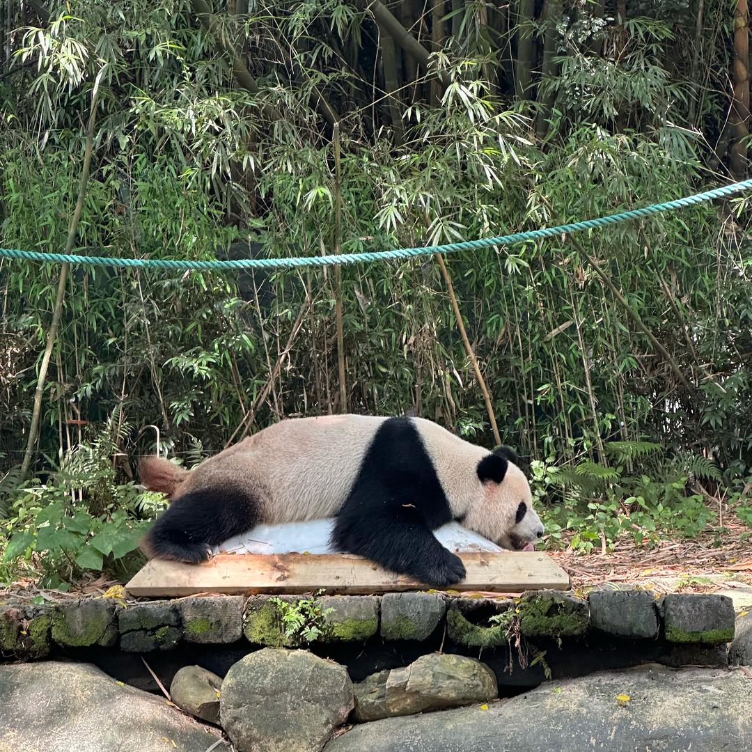 花遇原创设计连衣裙