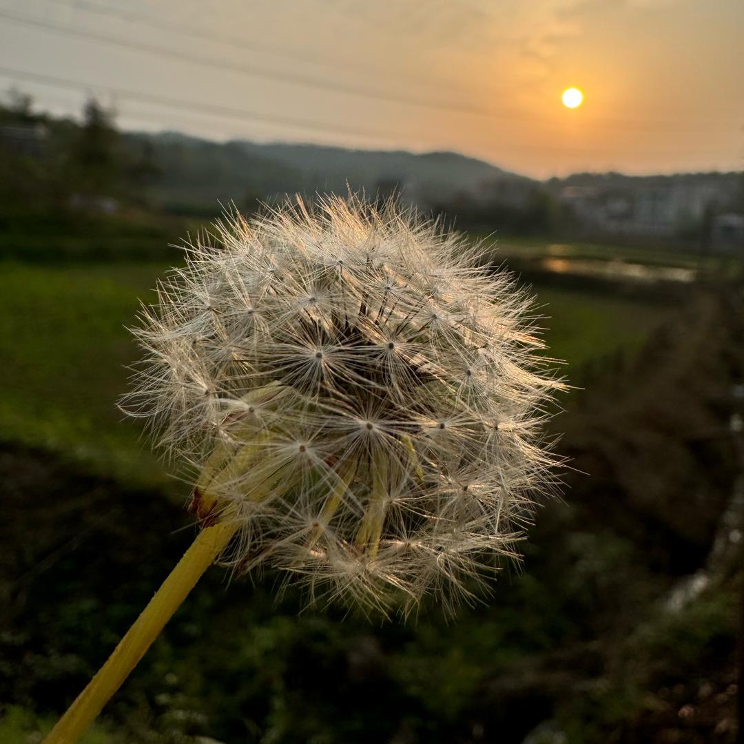小小蒲公英