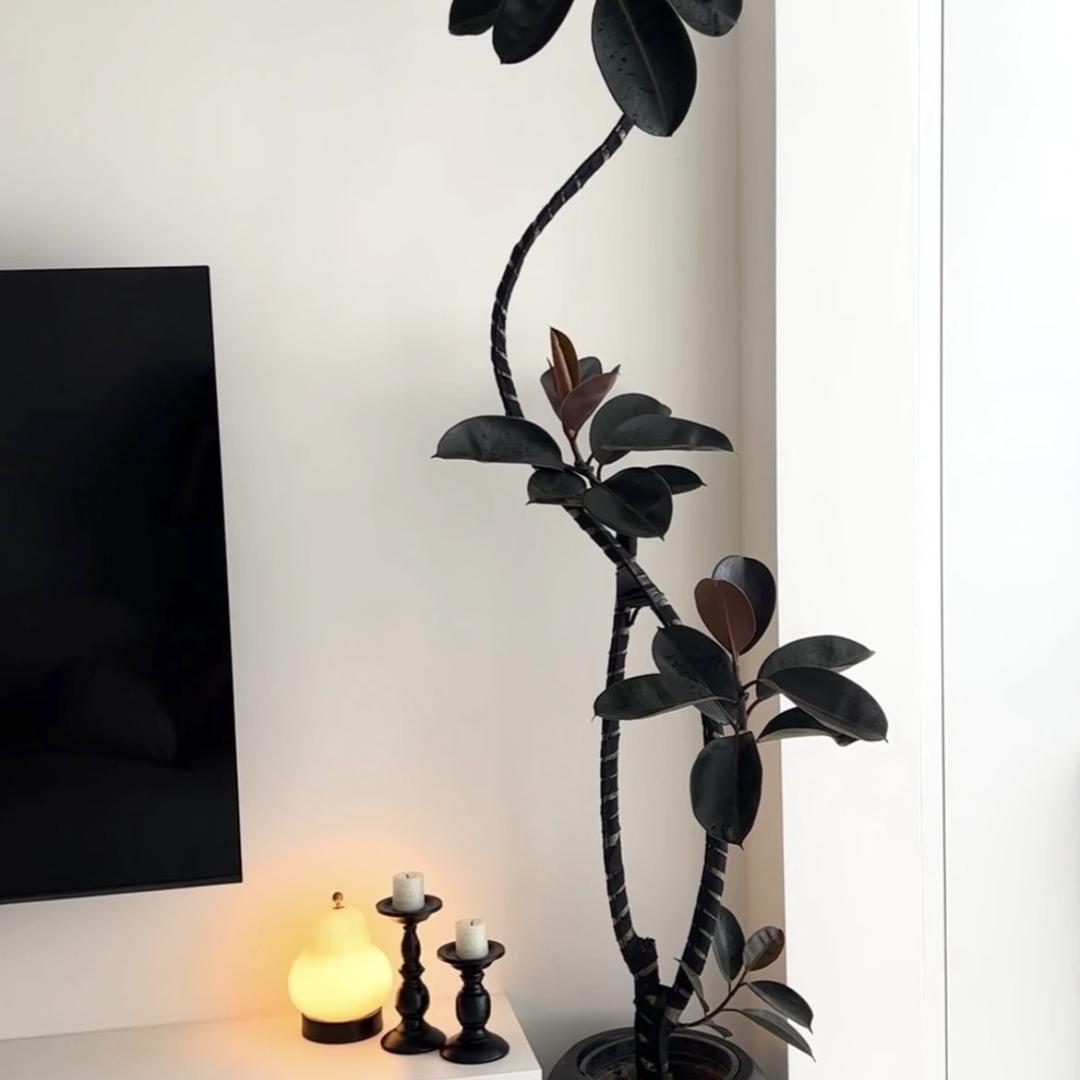 漫山园艺种植-椿野