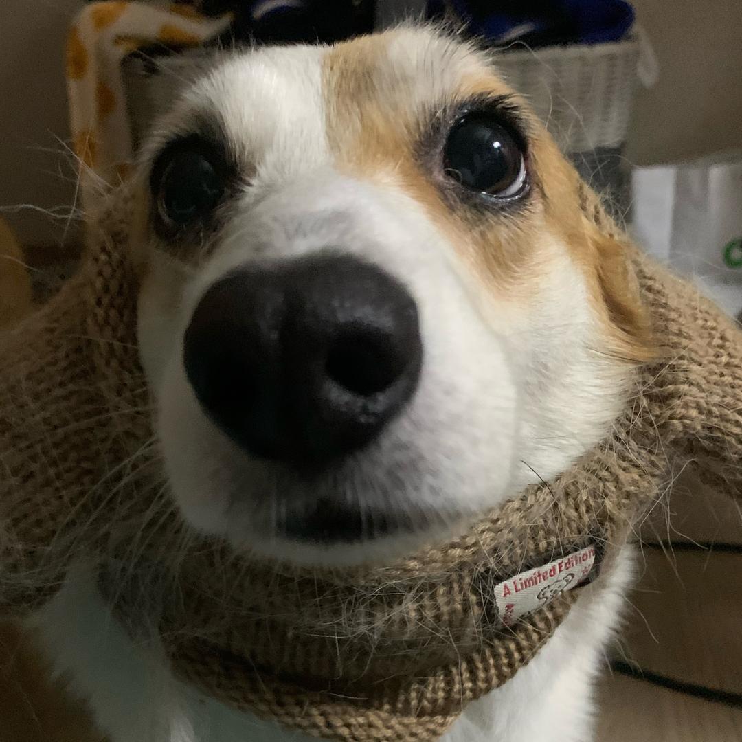 不爱喝水的pp