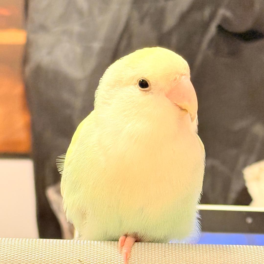 小鸟蛋蛋の日常～