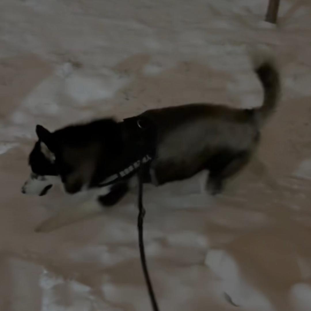 𝑇.威尔第♠️ᶜʸ