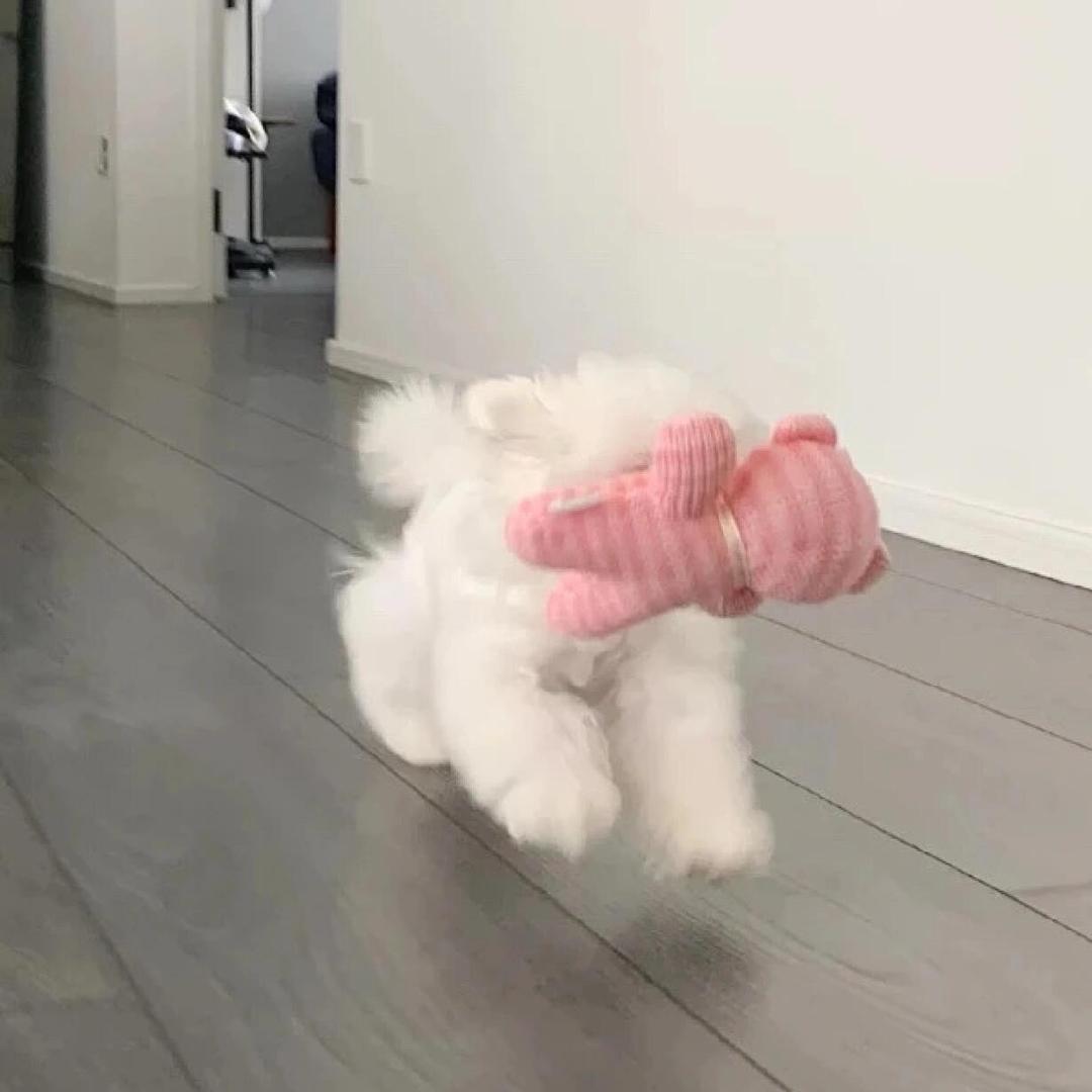猫猫只管