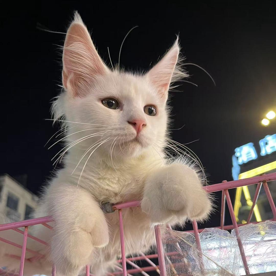 义乌猫舍