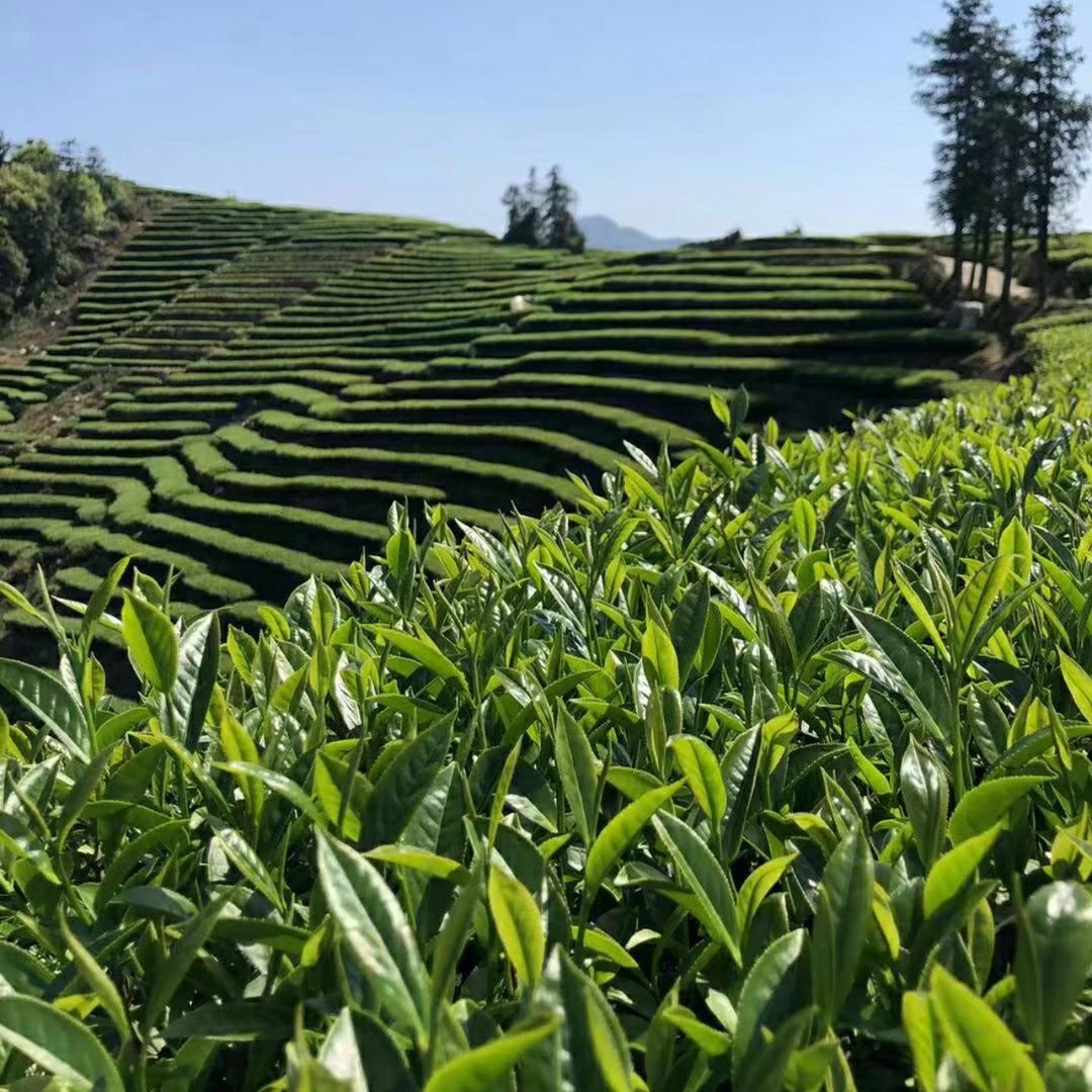 芬印茶叶企业店