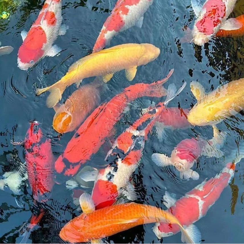 状元锦鲤