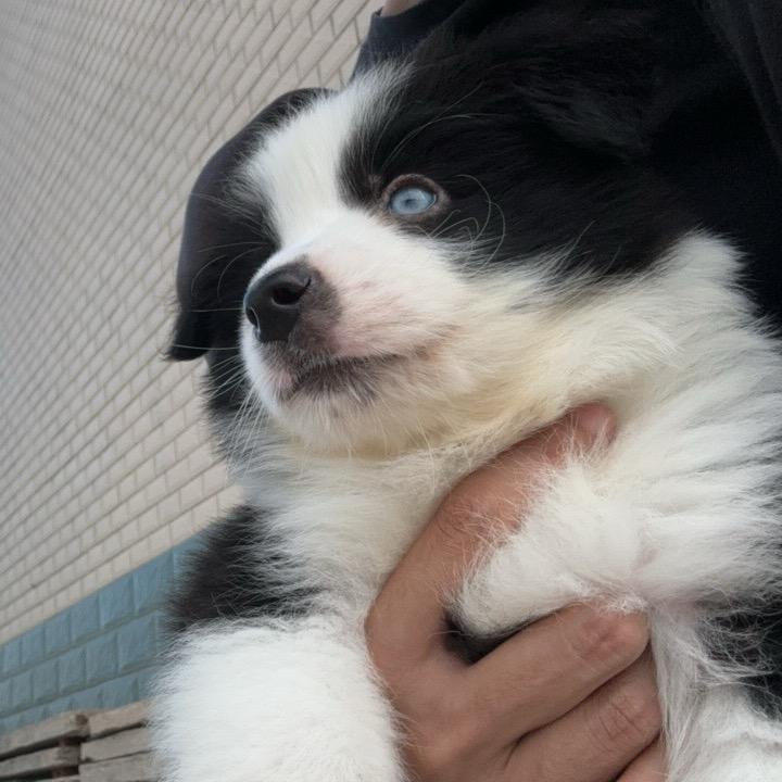 南通点点家边牧