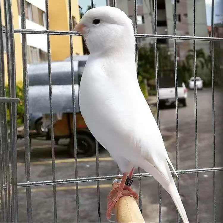 一介鸟夫
