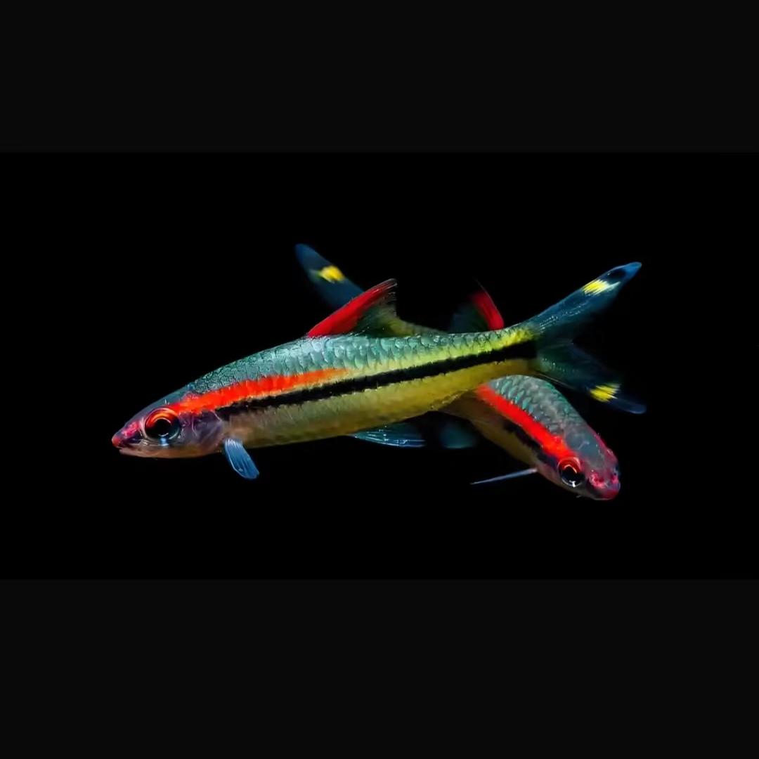 雄县朱各庄镇渔耀水族馆（个体工商户）