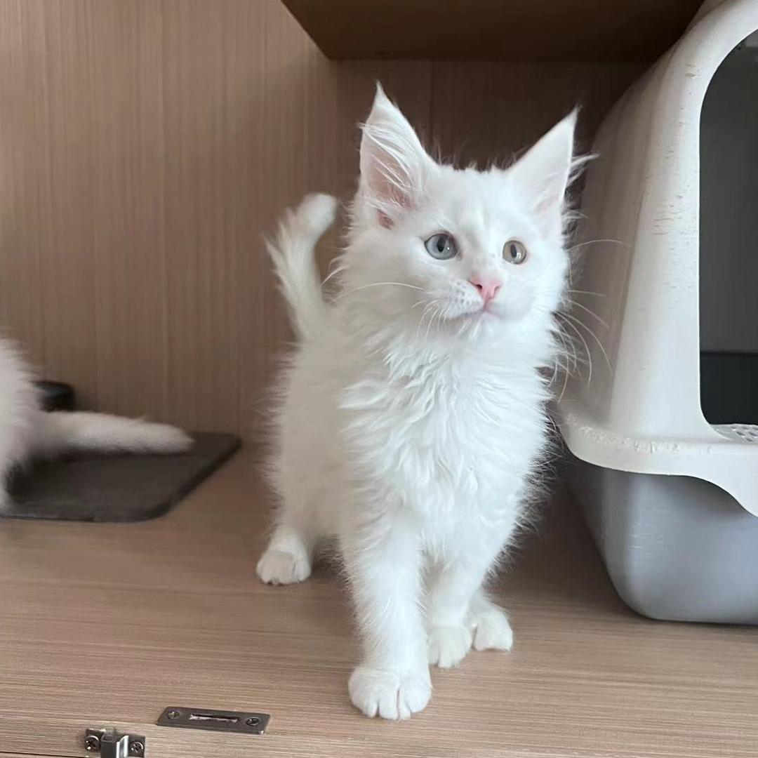 泡芙🐰