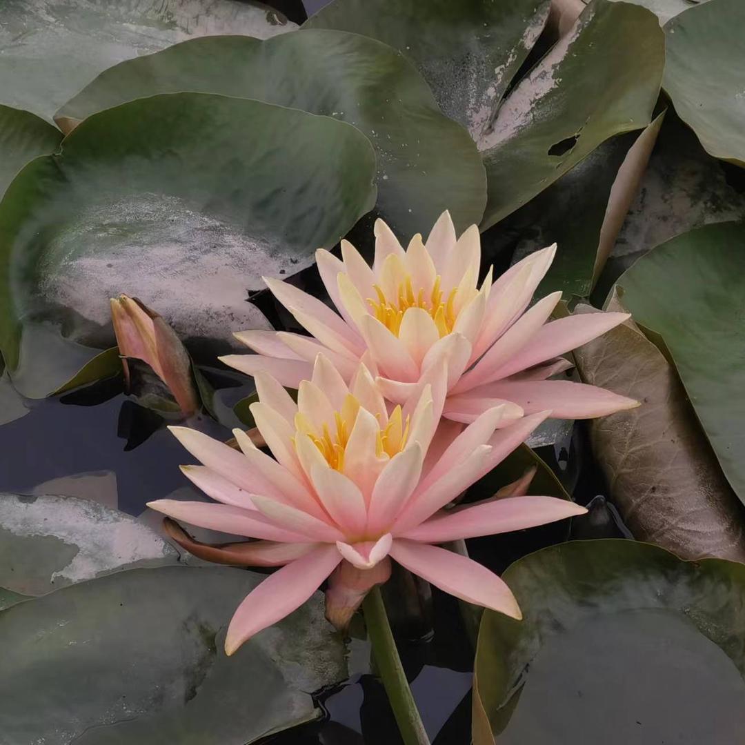 旺旺山茶花
