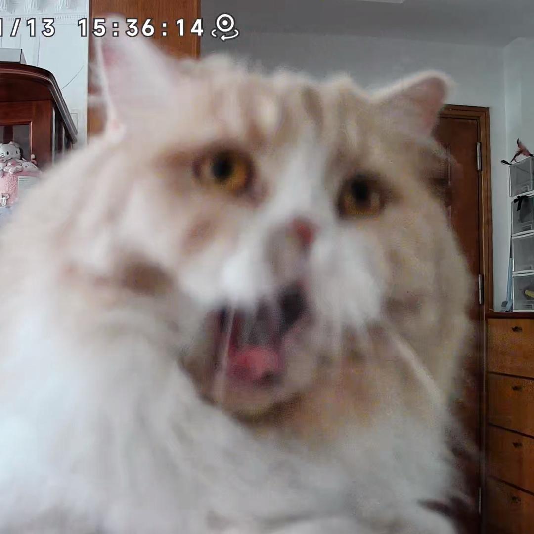 鸡屎和他的小伙伴们