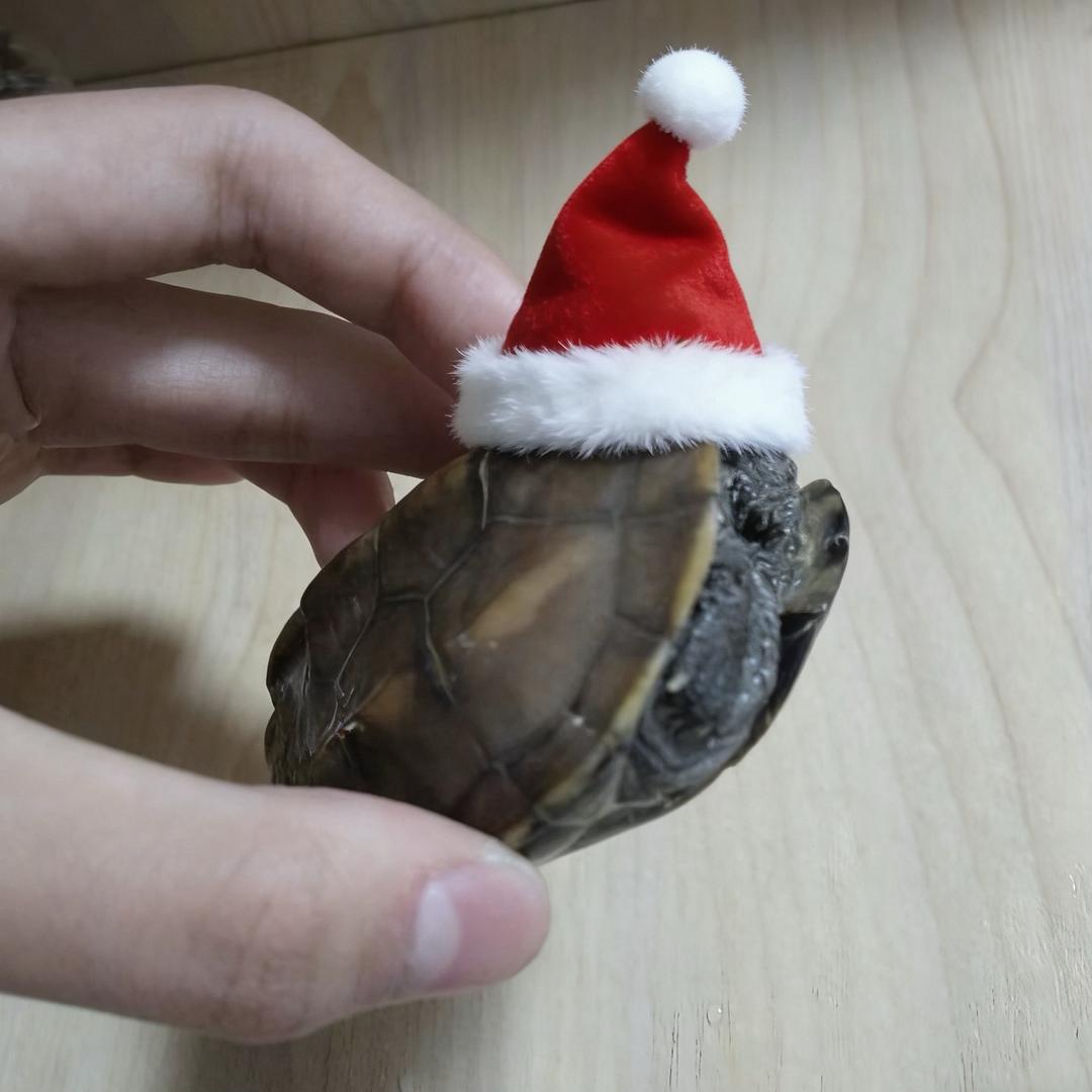 打豆豆的狂笑🐢（🦓🕊️）