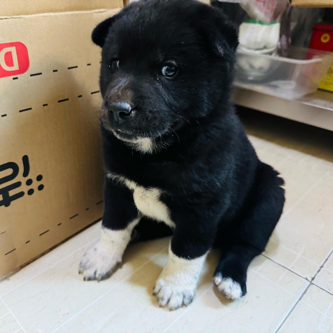 小黑奥利Oli