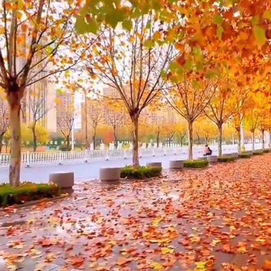 离别在🕐深秋的那一夜