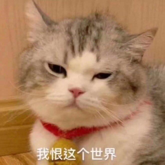 你也是橘猫吗🍊头像
