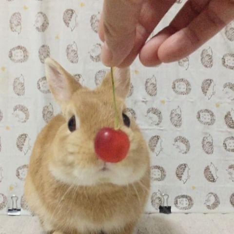 cc果冻