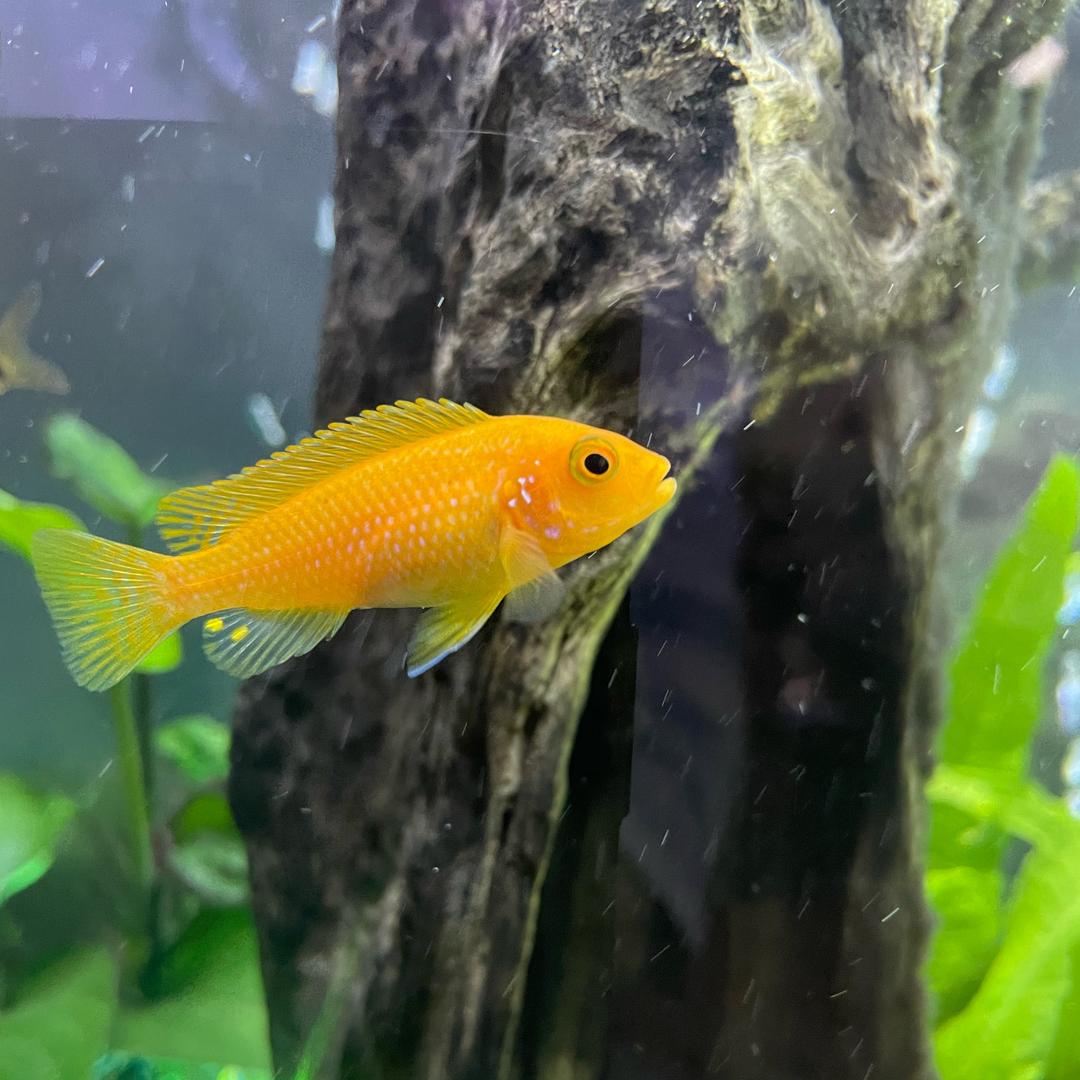 雁飞