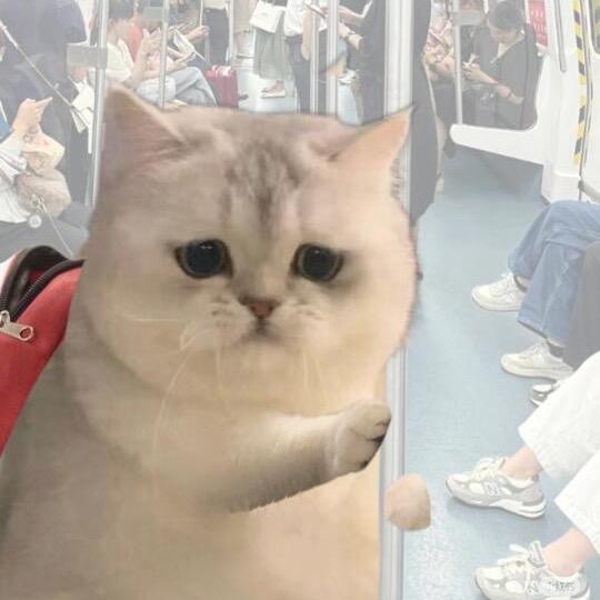 猫meme的鸭