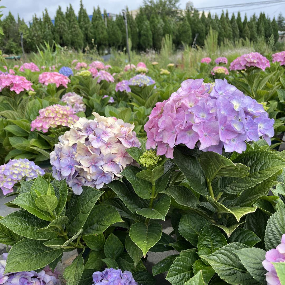 九重葛花铺