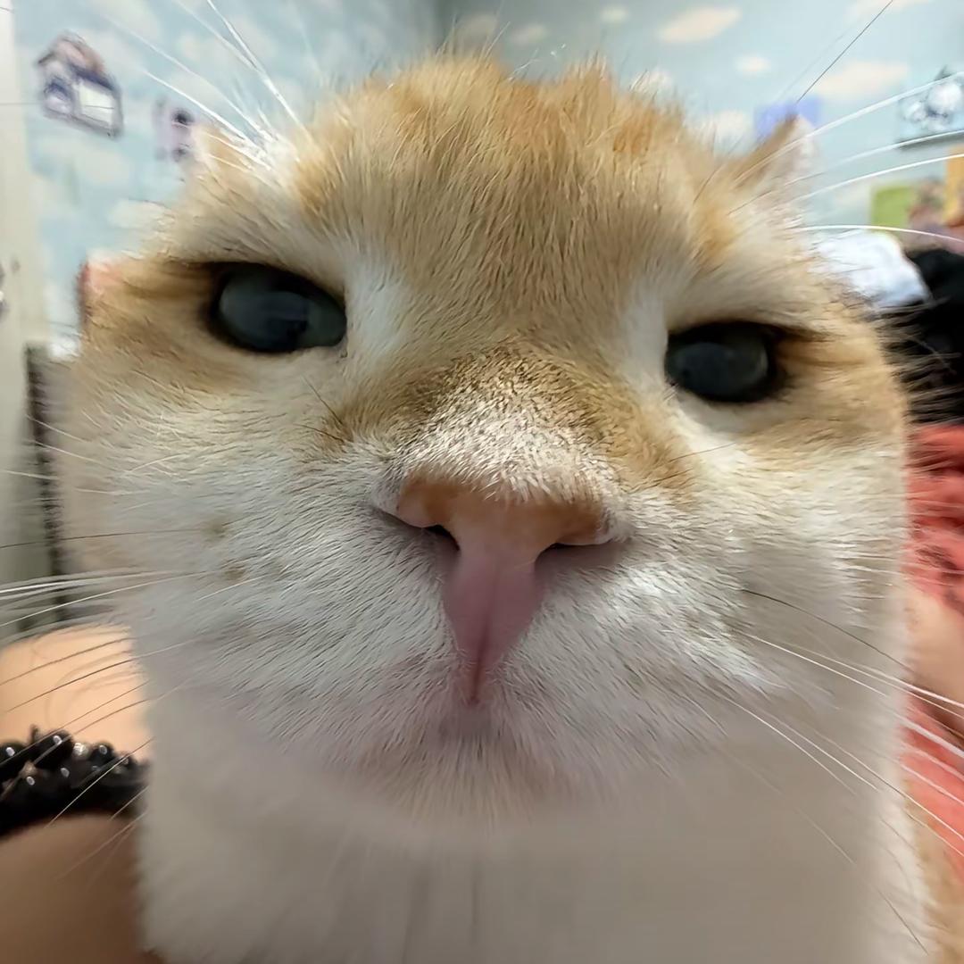 小猫脚印
