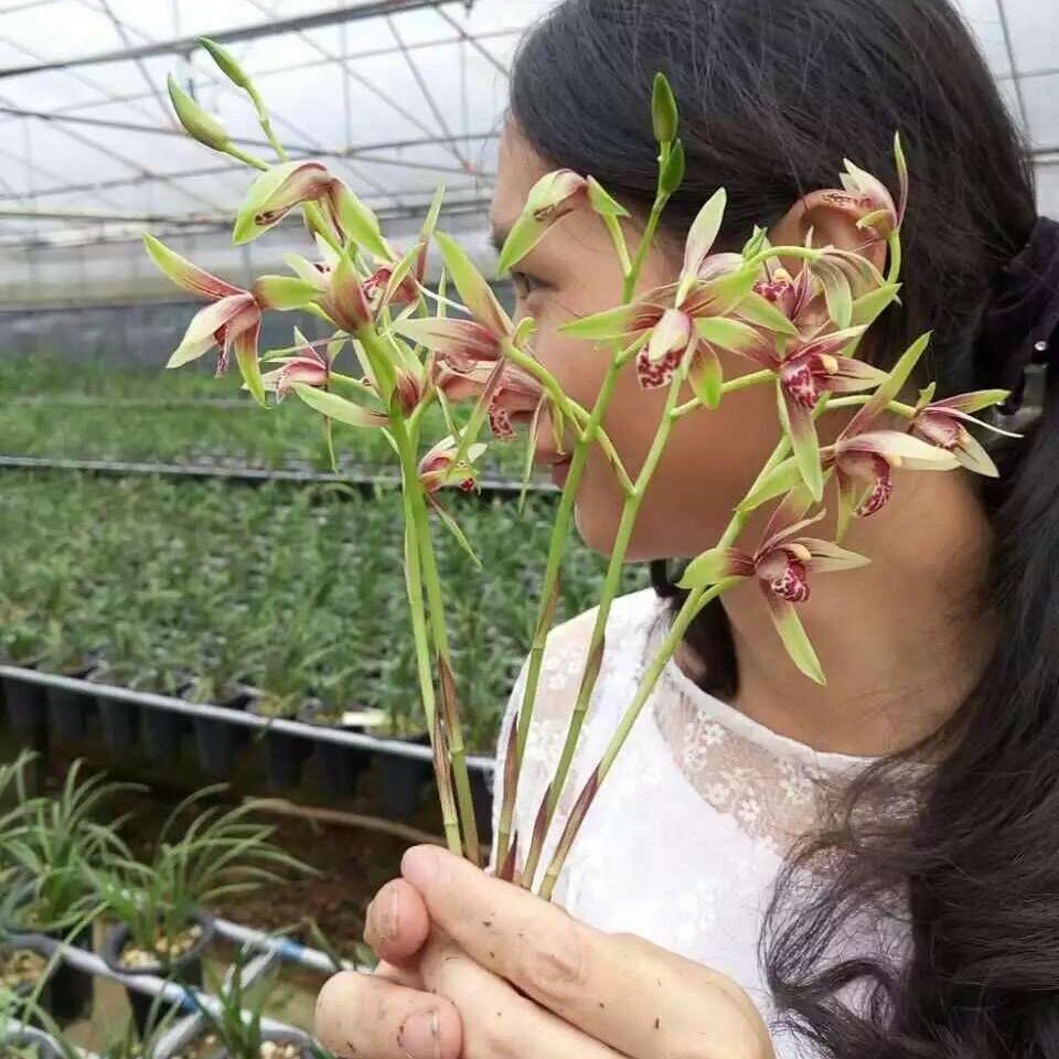 君富贵花卉