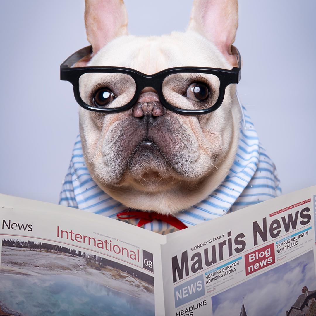 小法猪Bangbang✨