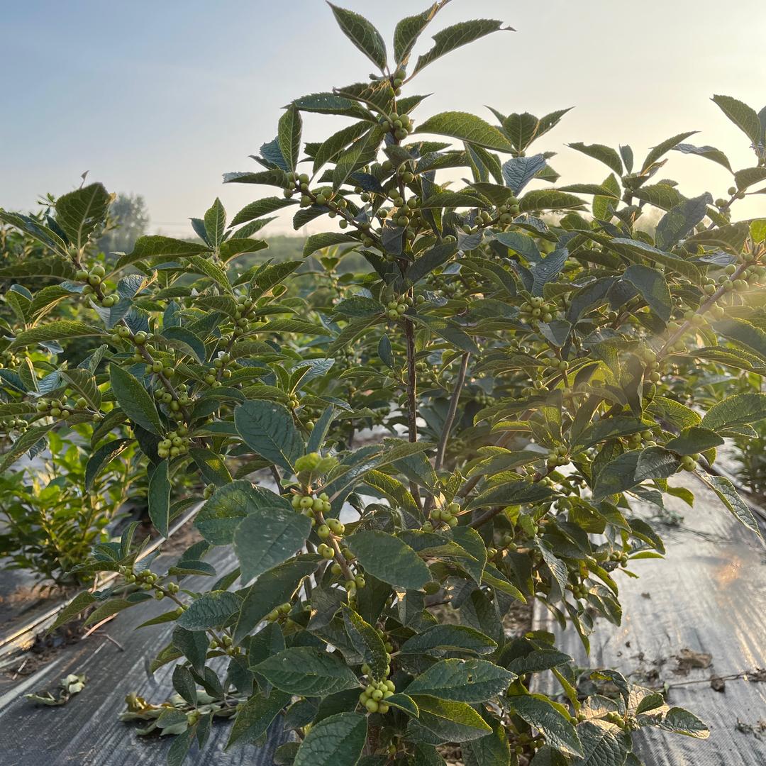 山麓农业技术推广中心（北美冬青种植基地）