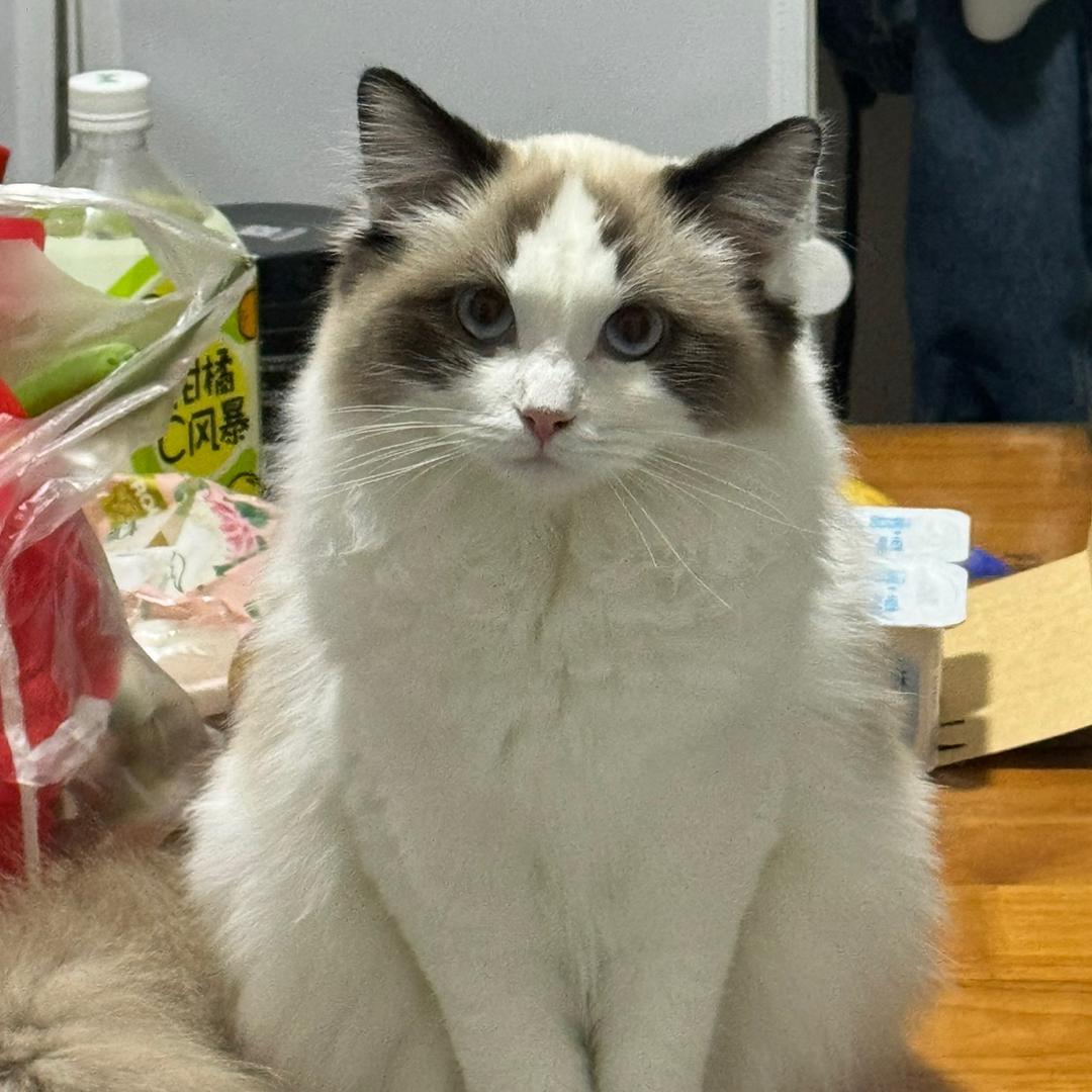 玄缈.