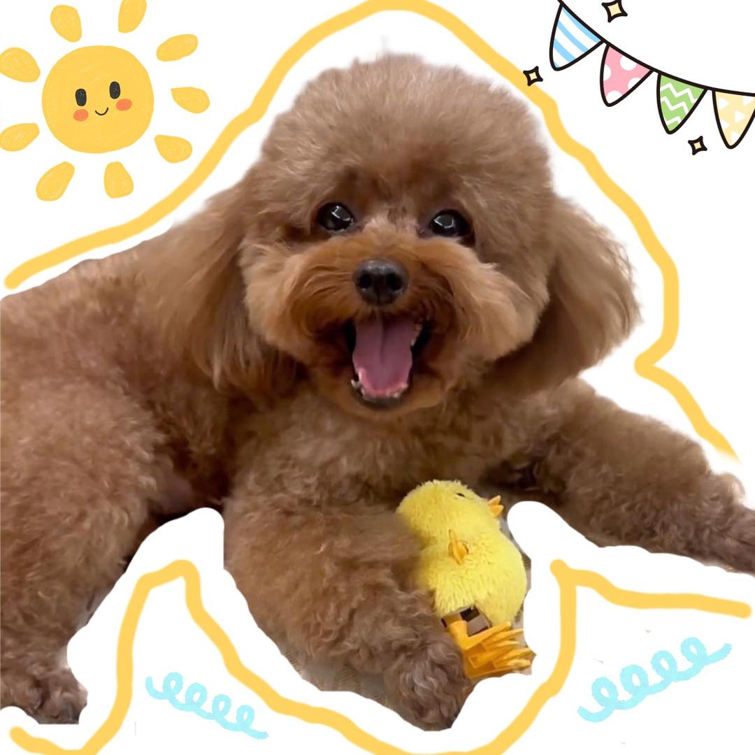 喜宝的幸福生活