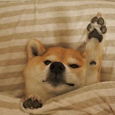 33（三角洲行动）