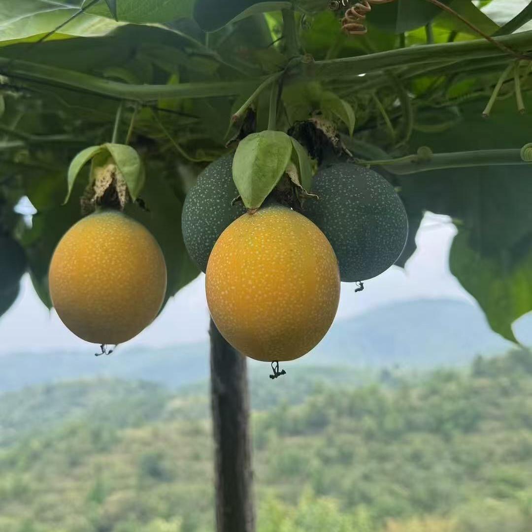 农夫水果旺满糖水果批发中心