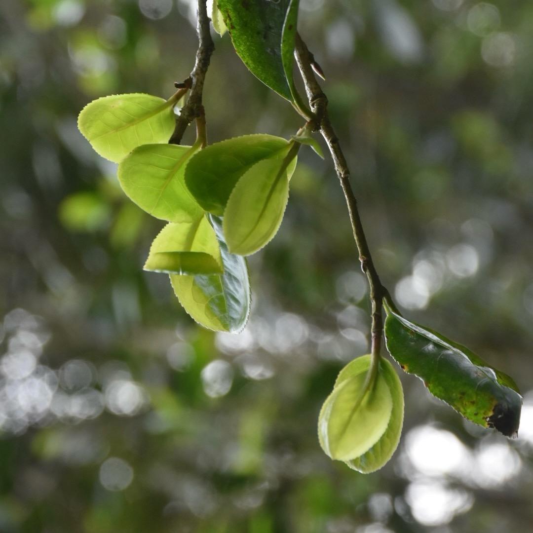 倚邦何轩普洱茶