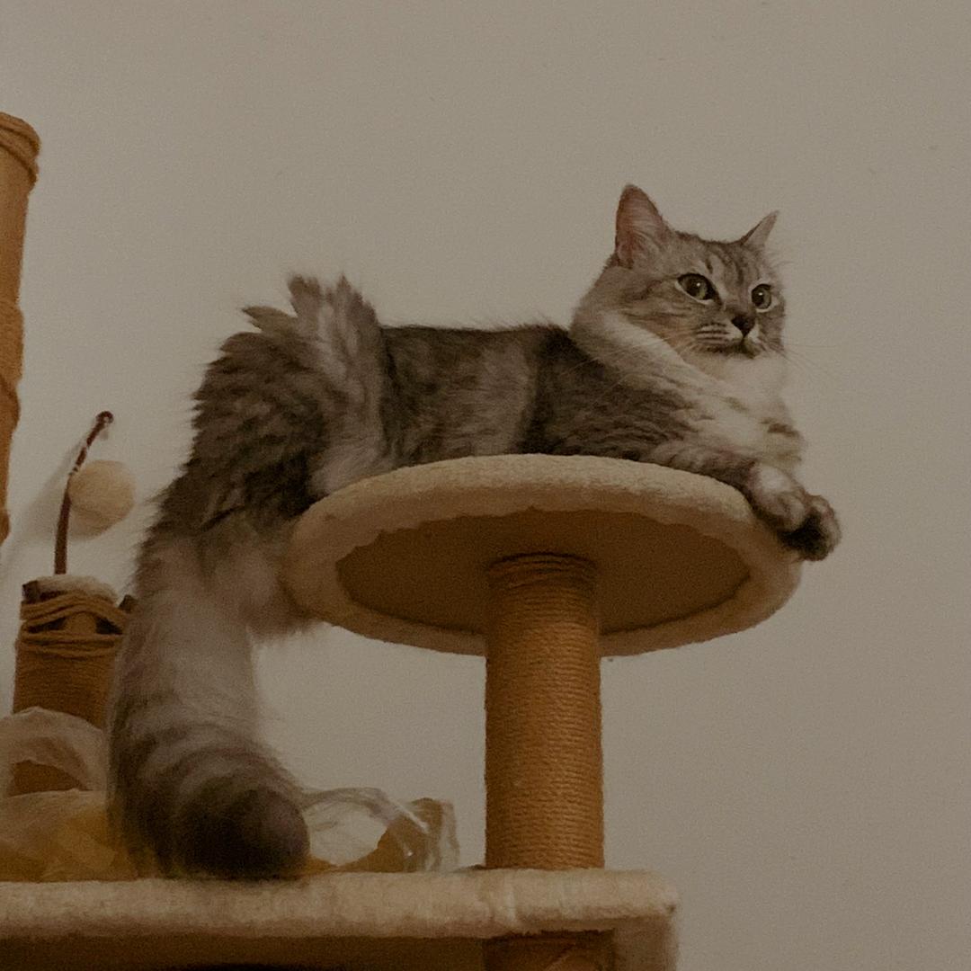 🇨🇳冰雪榮化💭