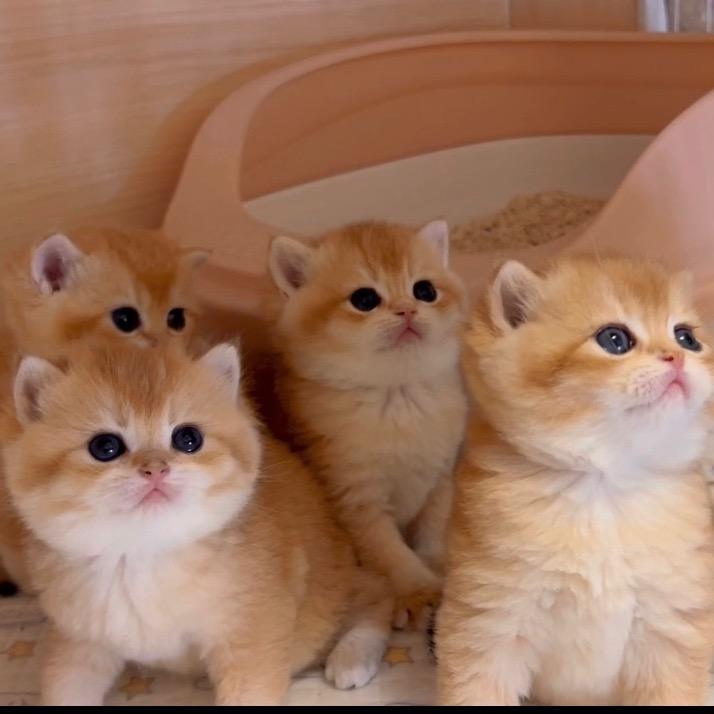 jiojiowo稀有色渐层猫舍