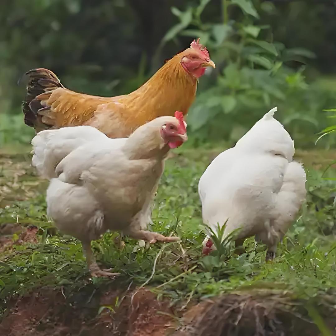 苏北花果山土特产