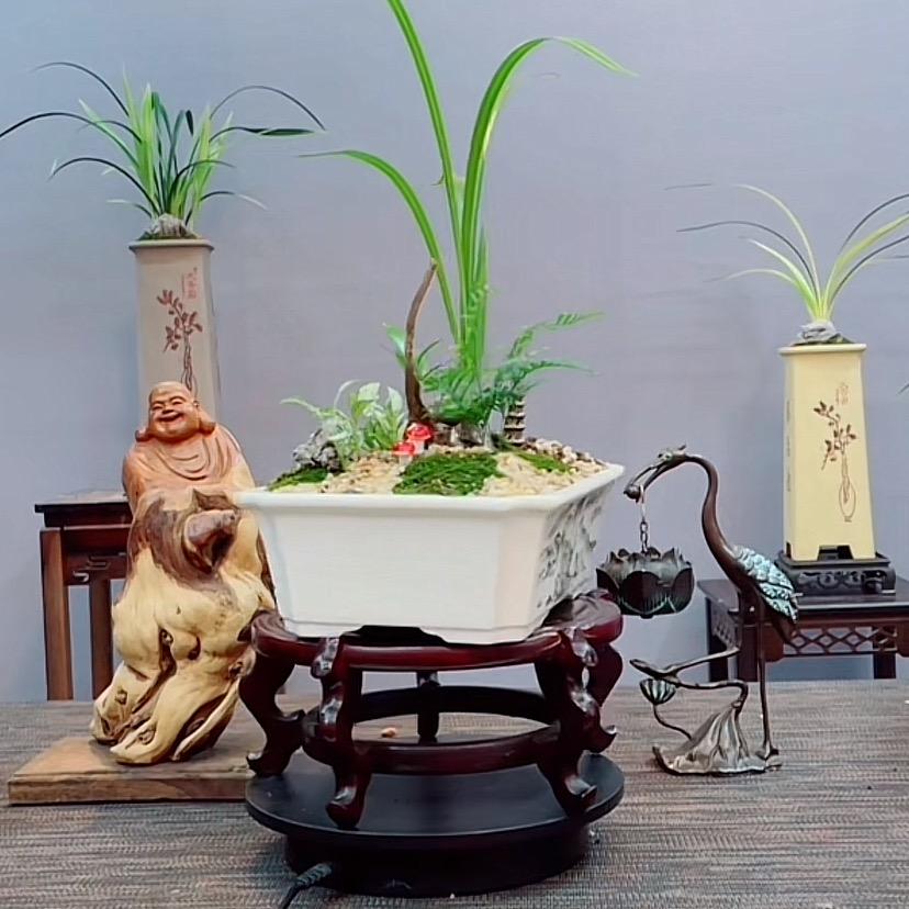 兰花投手