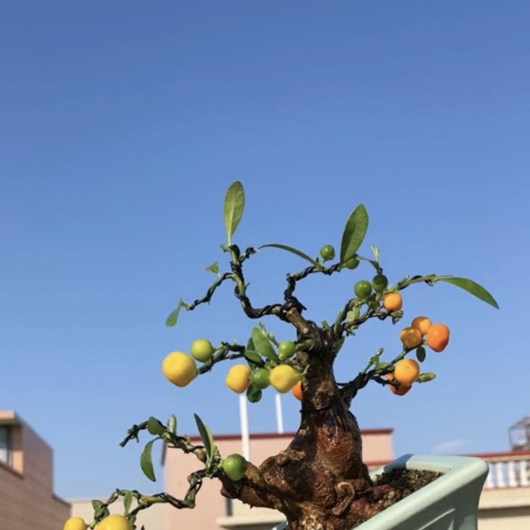 伟鸽园艺