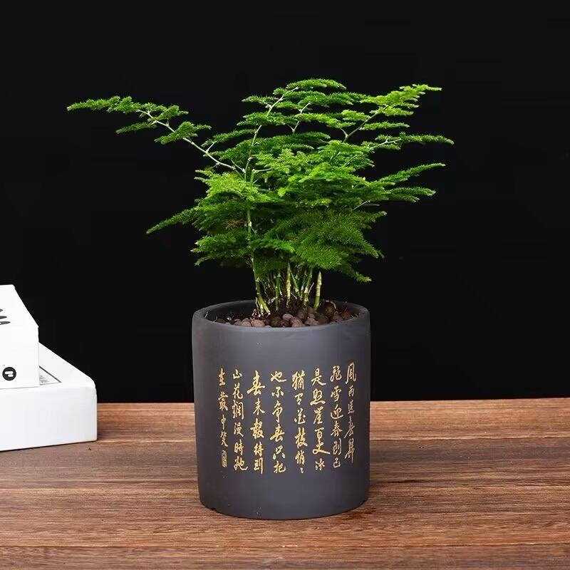 小天绿植基地