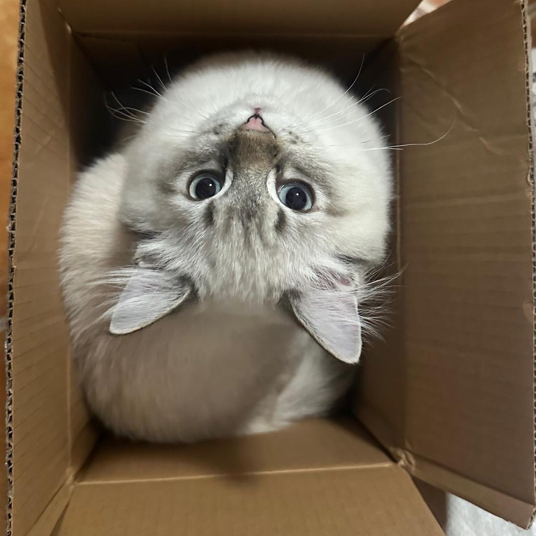 福福