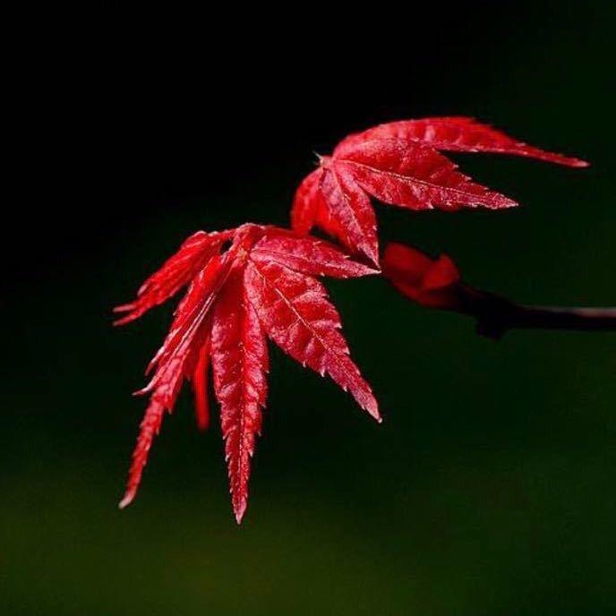 ꧁ℒฺℴฺνℯ꧂